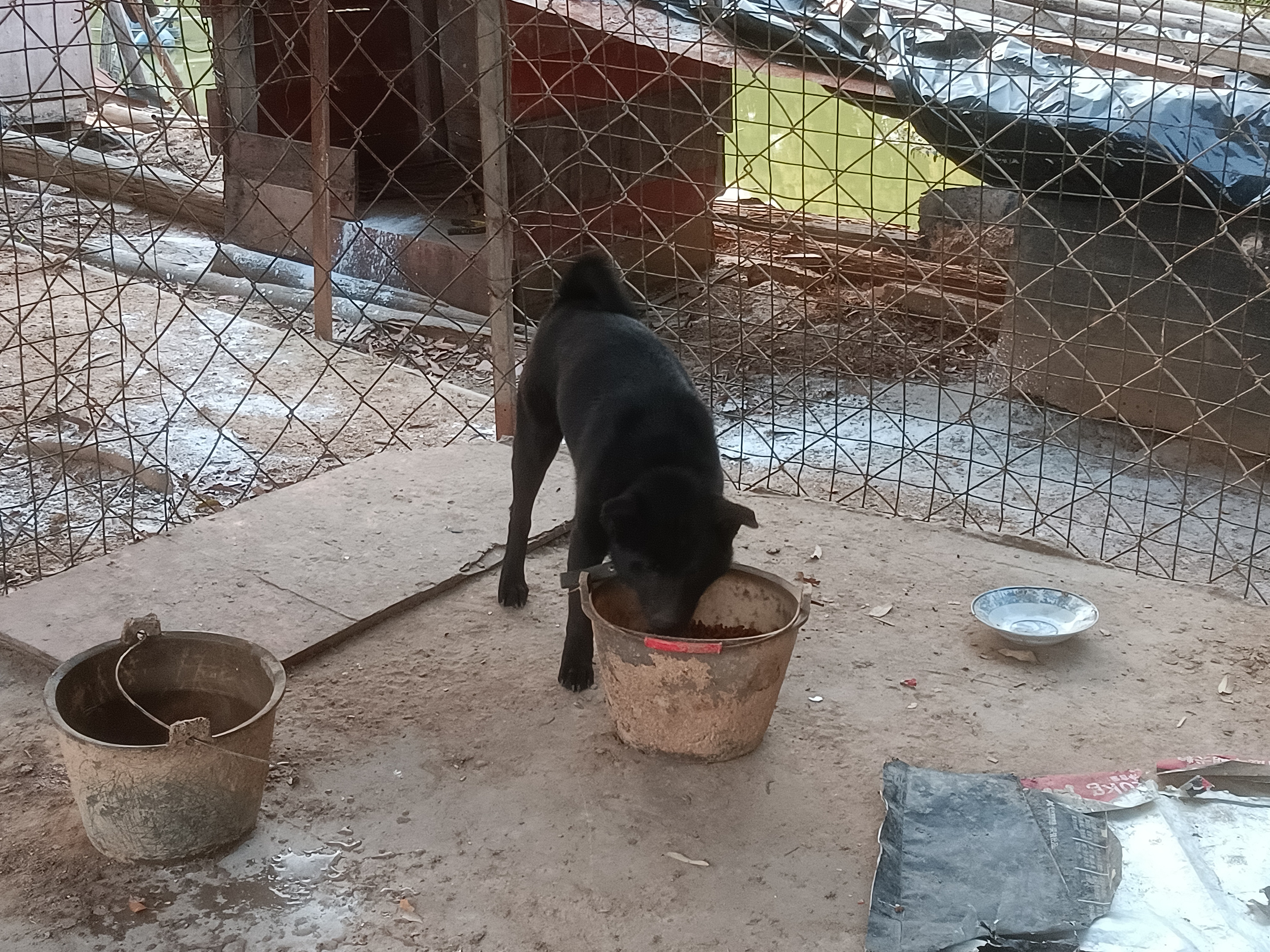 五黑小公 嗅觉灵敏 毛色乌黑 卷尾纯正田园犬